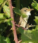 Eurasian Reed Warbler