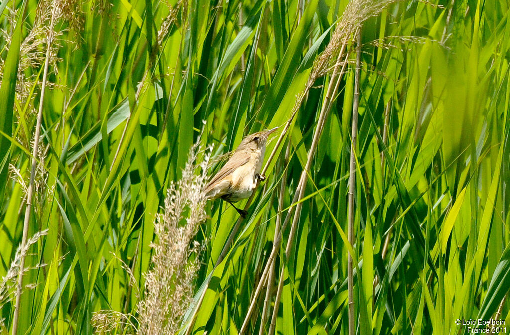 Eurasian Reed Warbler