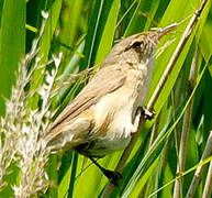 Eurasian Reed Warbler