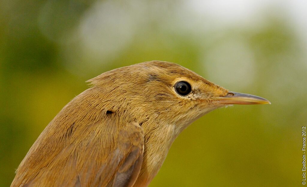 Eurasian Reed Warbler