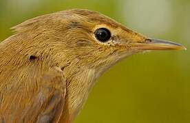 Eurasian Reed Warbler