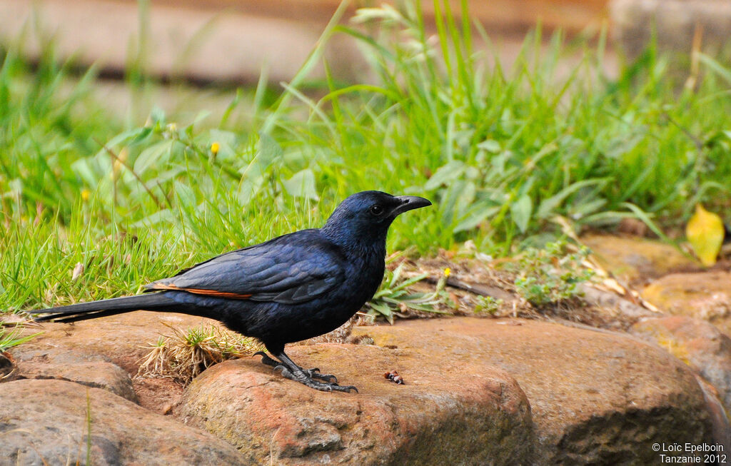 Red-winged Starling