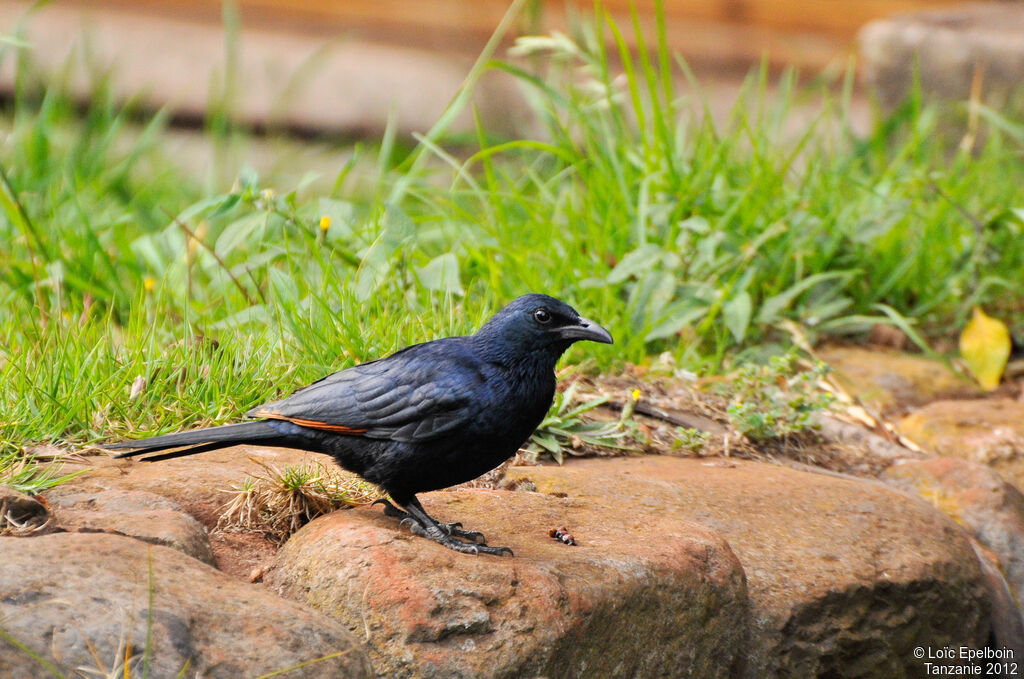 Red-winged Starling