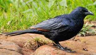 Red-winged Starling