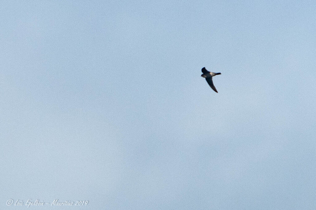 Mascarene Swiftlet