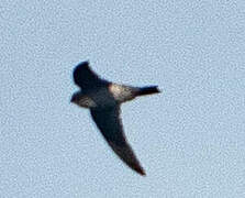 Mascarene Swiftlet