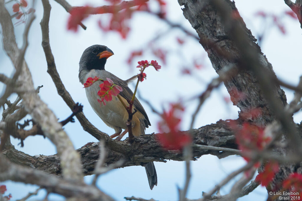 Black-throated Saltator