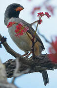 Black-throated Saltator