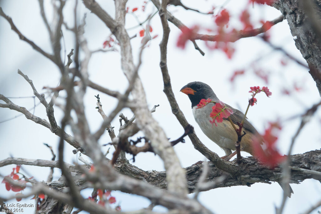 Black-throated Saltator