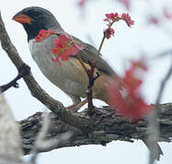 Black-throated Saltator