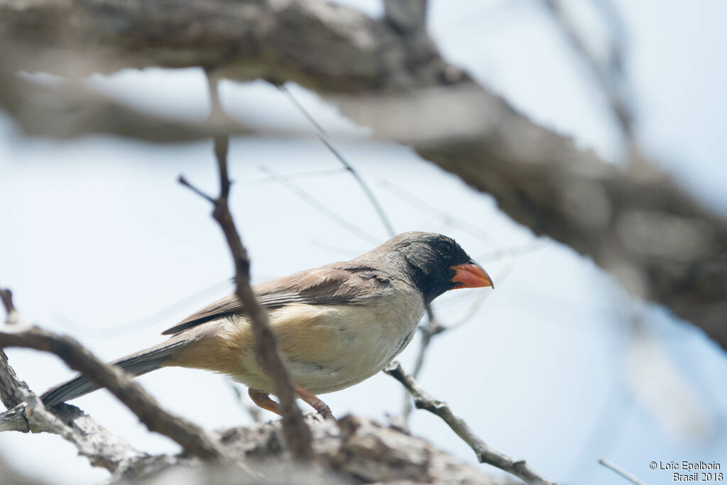 Black-throated Saltator