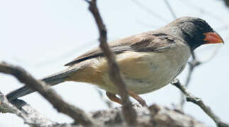 Black-throated Saltator