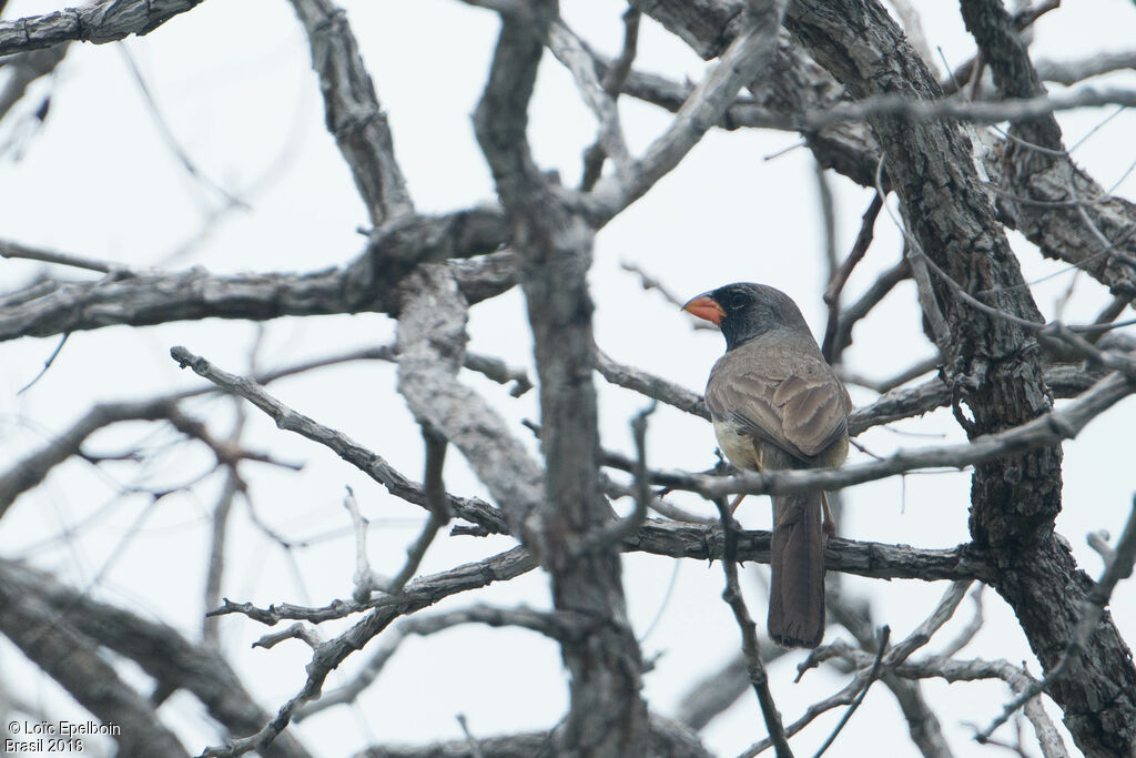 Black-throated Saltator