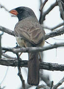 Black-throated Saltator