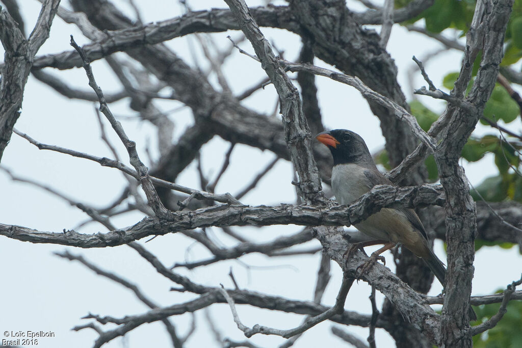 Black-throated Saltator