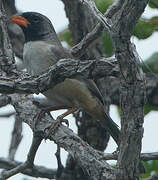 Black-throated Saltator