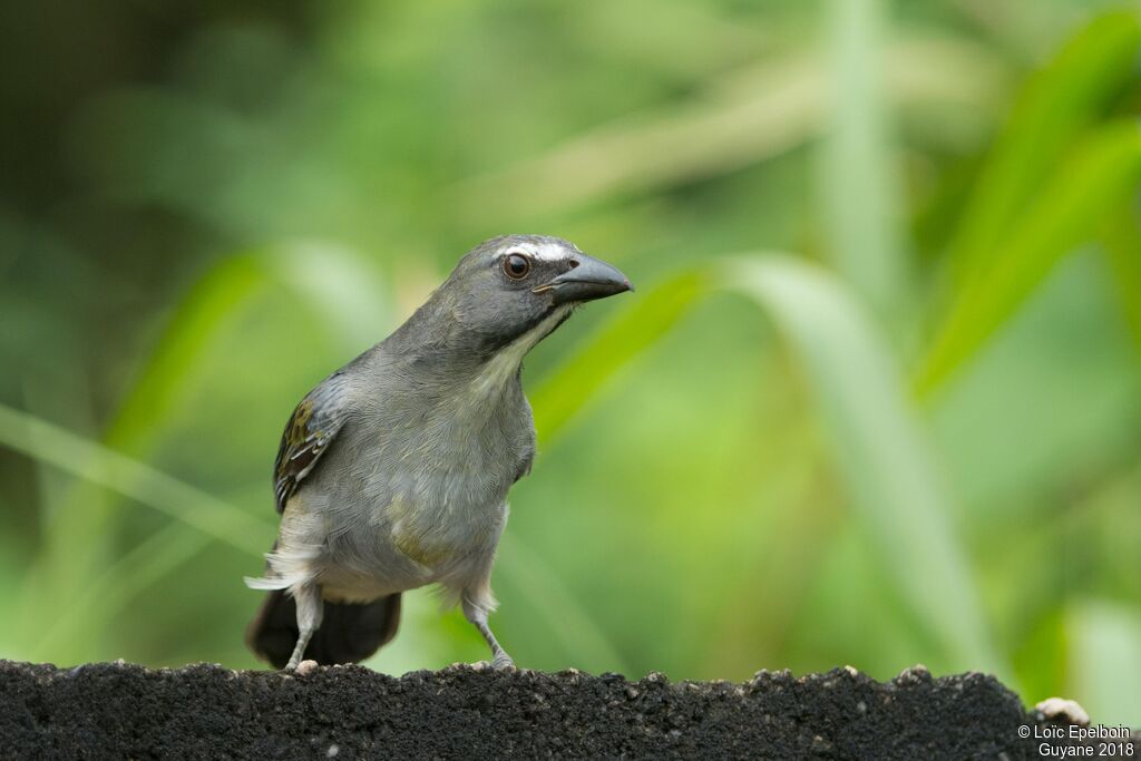 Olive-grey Saltatoradult