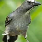 Saltator de Cabanis