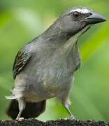 Olive-grey Saltator