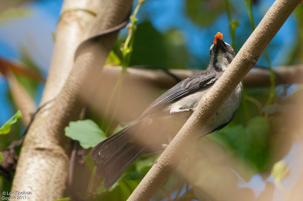 Saltator de Cabanis