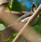 Olive-grey Saltator