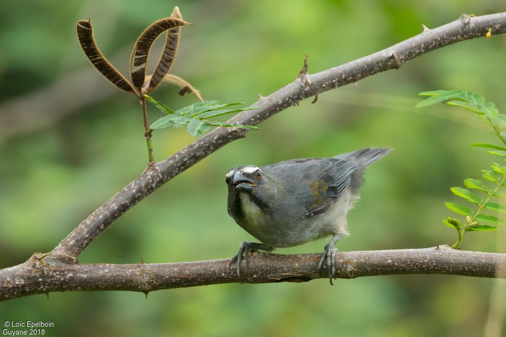 Olive-grey Saltator