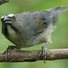 Saltator de Cabanis