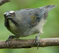 Olive-grey Saltator