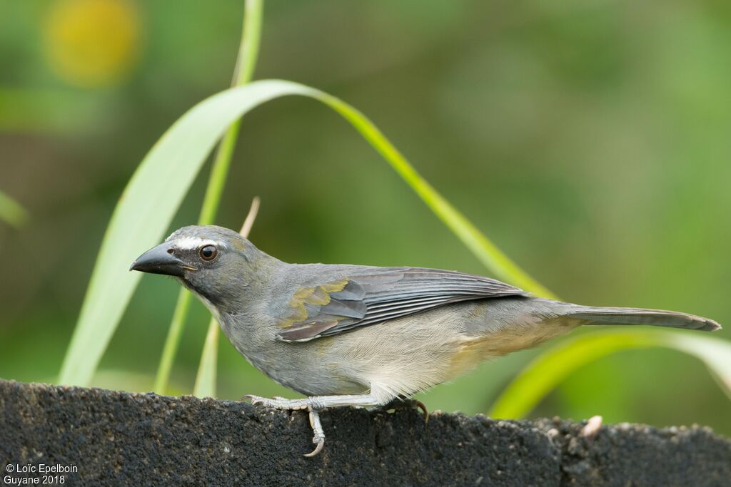 Olive-grey Saltator