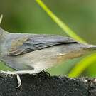 Saltator de Cabanis