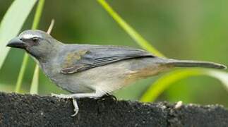 Olive-grey Saltator