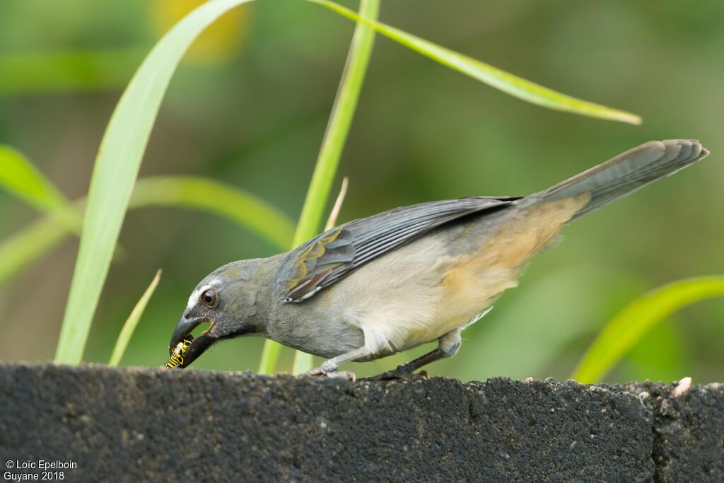 Olive-grey Saltator