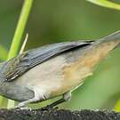 Saltator de Cabanis