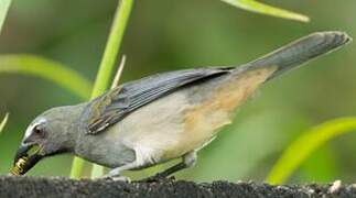 Olive-grey Saltator