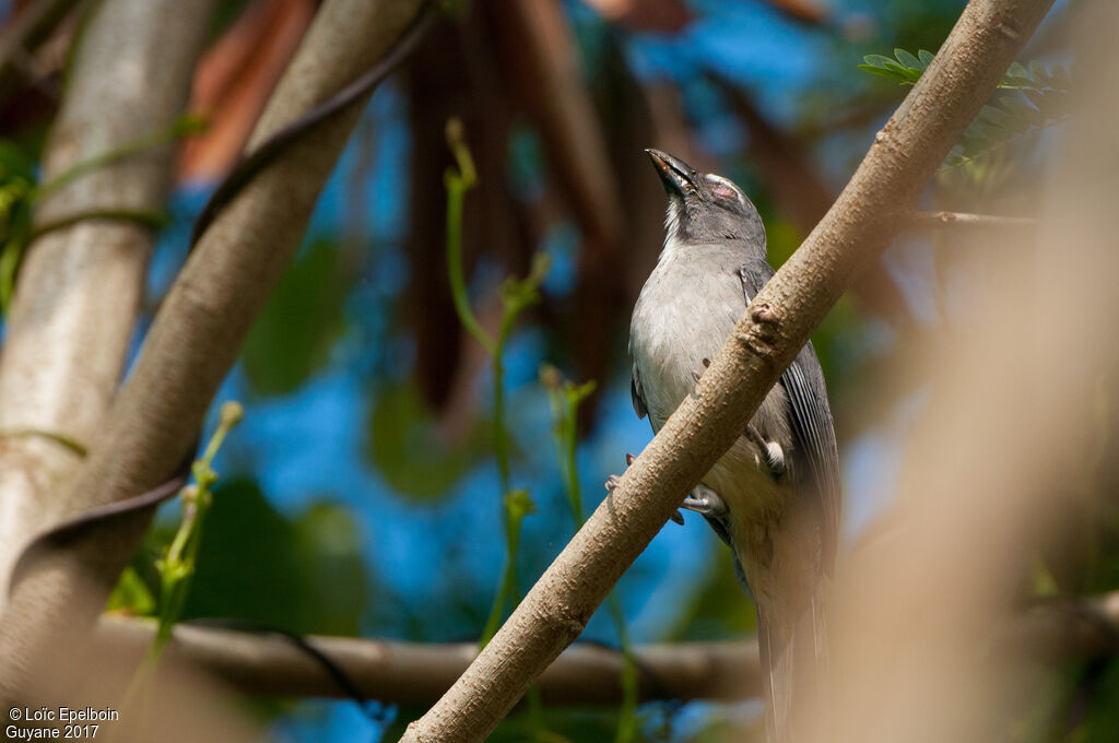 Olive-grey Saltator