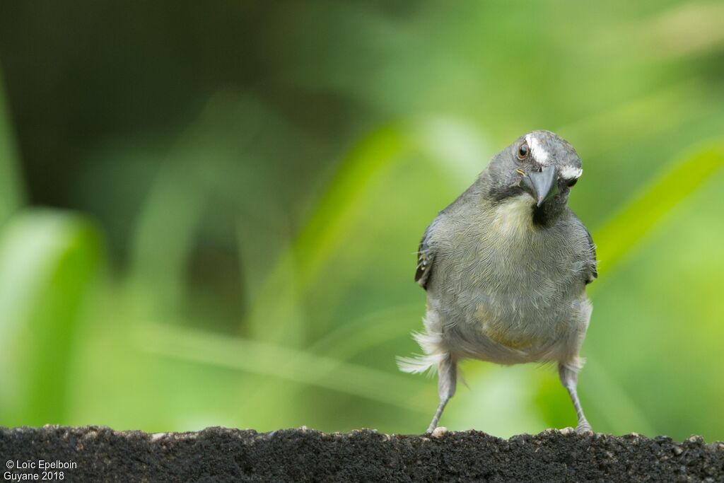 Olive-grey Saltator