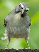 Olive-grey Saltator