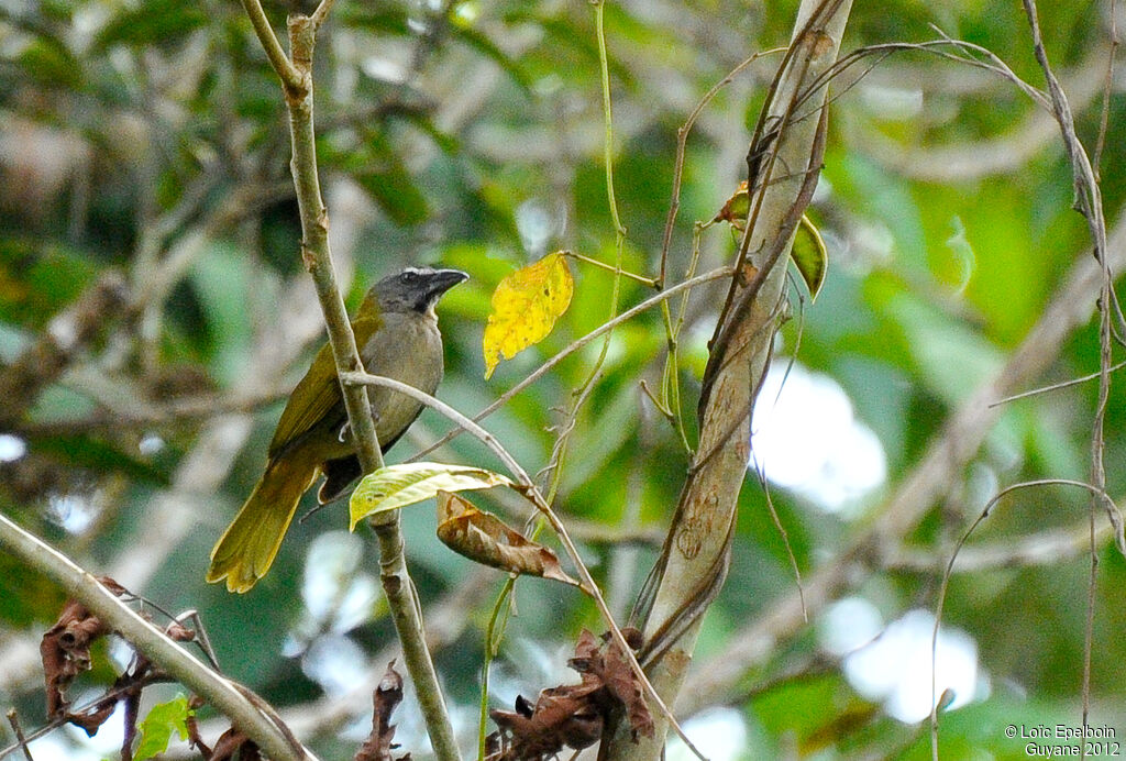 Saltator des grands-bois