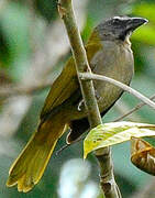 Buff-throated Saltator