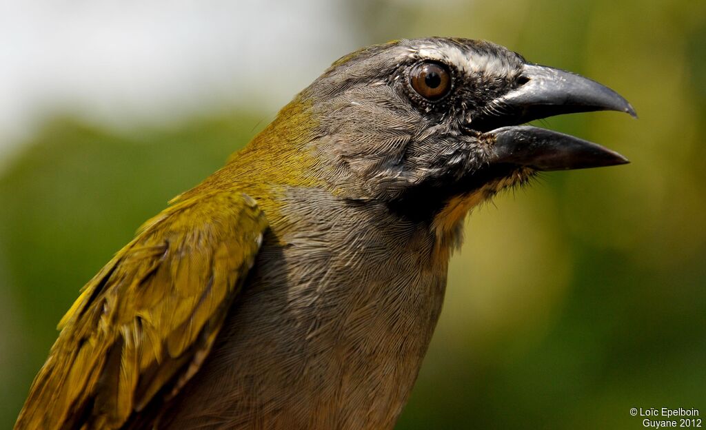 Buff-throated Saltator