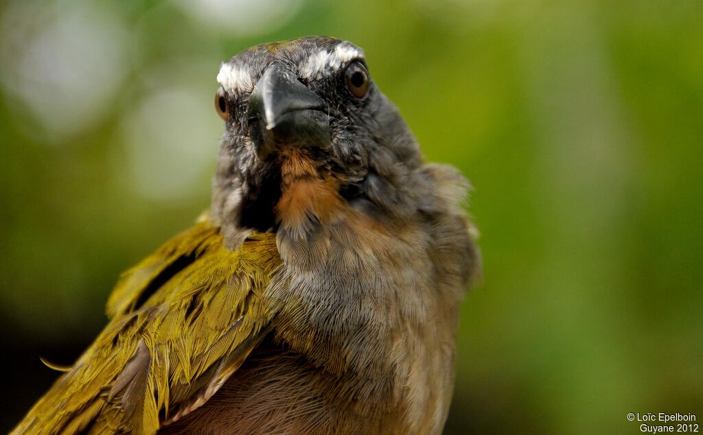 Buff-throated Saltator