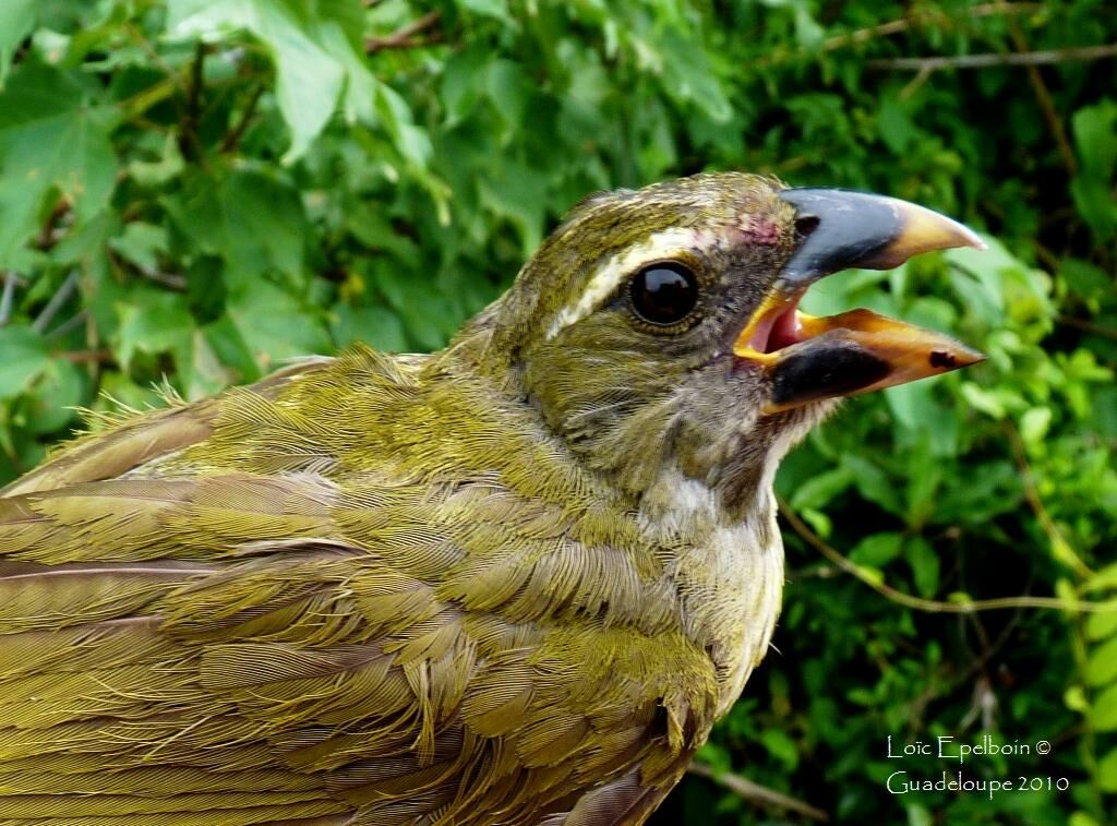 Lesser Antillean Saltator