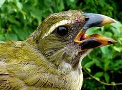 Lesser Antillean Saltator