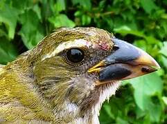 Lesser Antillean Saltator