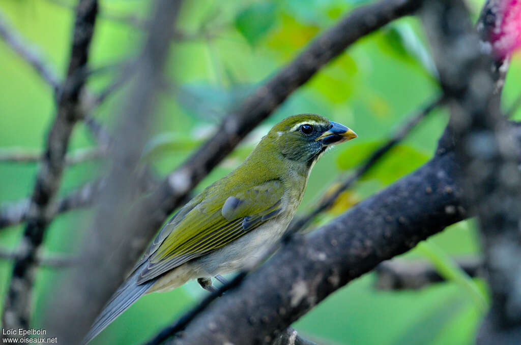 Lesser Antillean Saltator