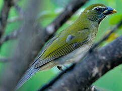 Lesser Antillean Saltator