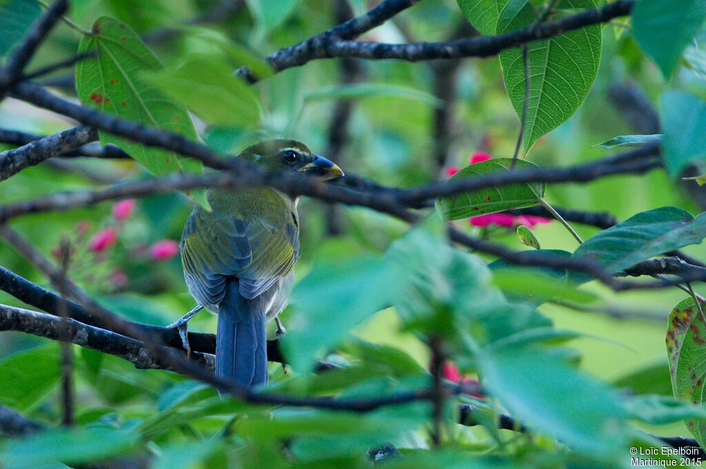 Lesser Antillean Saltator