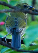 Lesser Antillean Saltator