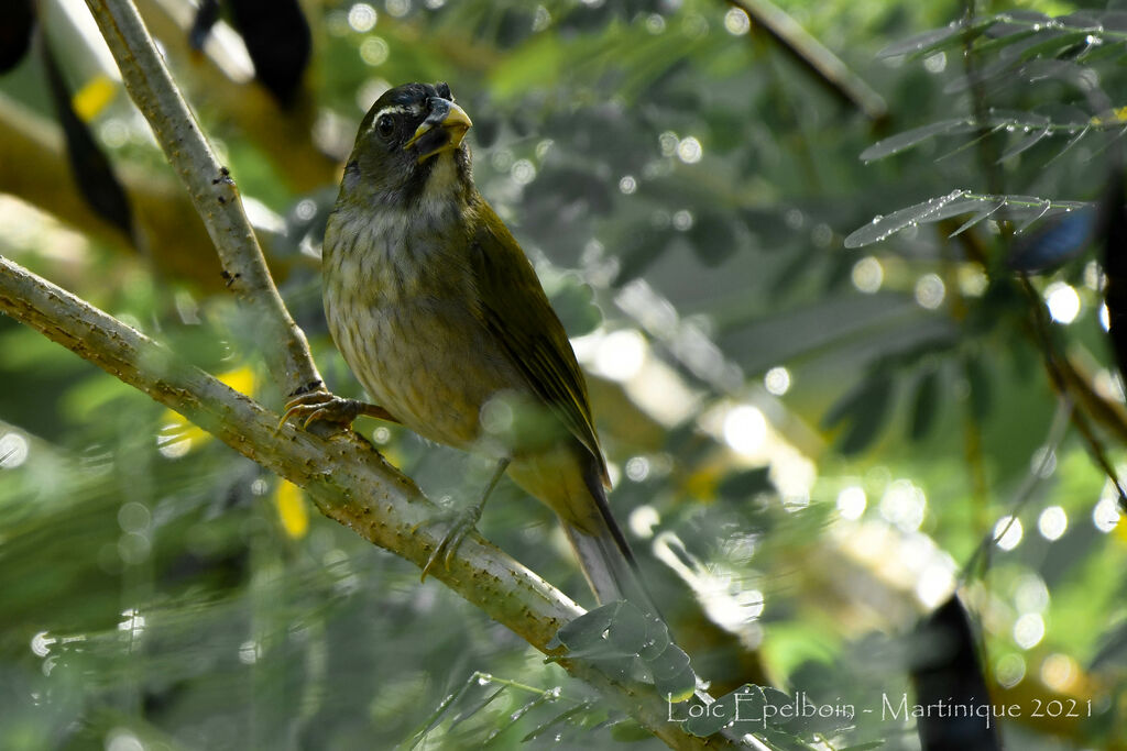 Lesser Antillean Saltator