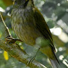 Saltator gros-bec